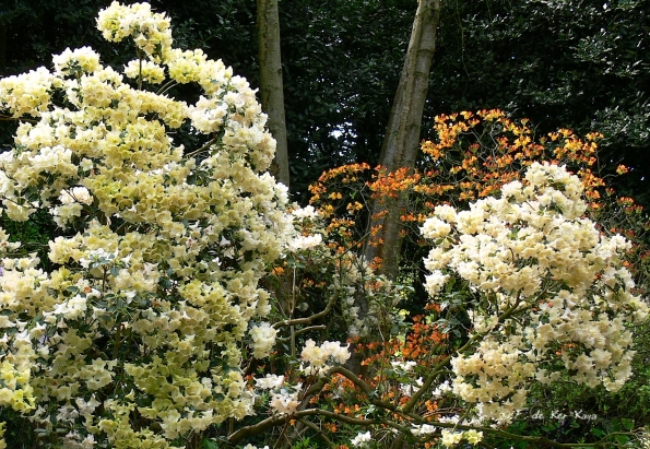 Bois des Moutiers (111) mai 2012